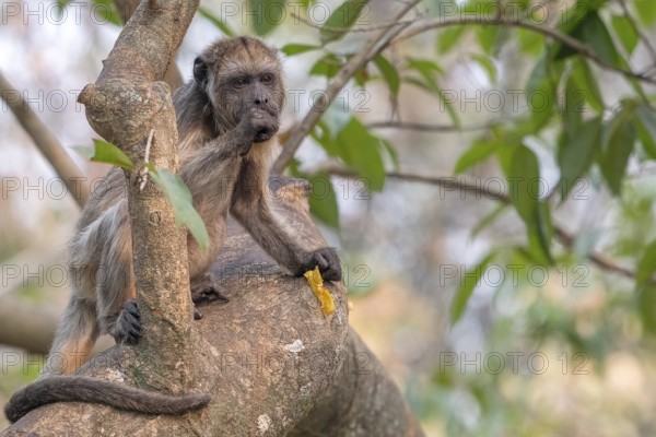 Black howler (Alouatta), juvenile, Pantanal, inland, wetland, UNESCO Biosphere Reserve, World Heritage Site, wetland biotope, Mato Grosso, Brazil, South America