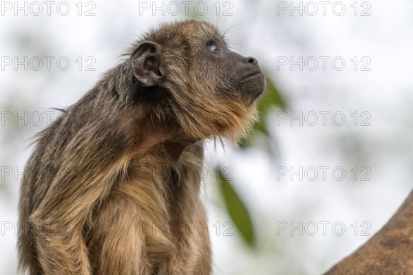 Black howler (Alouatta), juvenile, animal portrait, Pantanal, inland, wetland, UNESCO Biosphere Reserve, World Heritage Site, wetland biotope, Mato Grosso, Brazil, South America