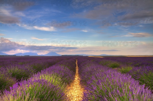 Endless lavender fields on the Valensole plateau, Provence, France, Europe