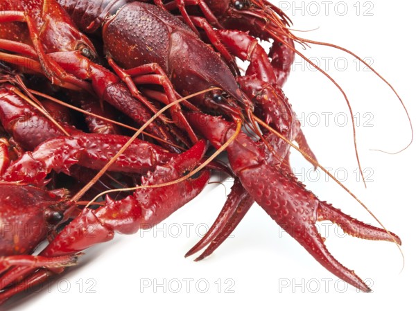 Red boiled crawfishes over the white background
