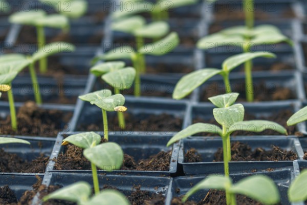 Cucumber Sprouts Greenhouse, Potted Cucumber. Sprouted Cucumber. Spring Seedlings
