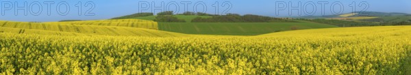 Landscape with yellow rapeseed cultures and green hills, in the beautiful South Moravia region, in the Czech Republic, on a sunny day of summer