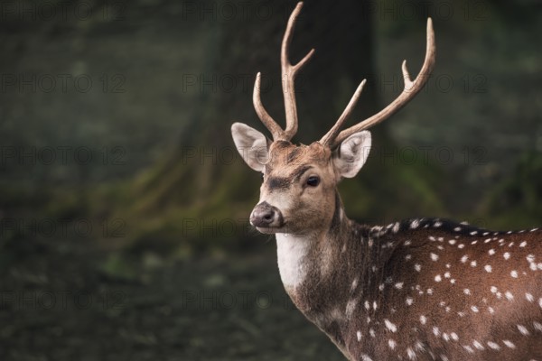 Portrait of a young male from the fallow deer, with long horns and white spots, in a dark forest