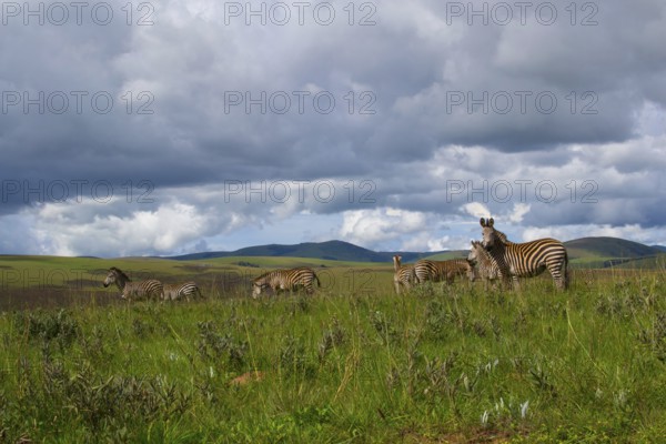 Herd of zebra's standing in the plains and nature of Nyika national park, Malawi, Africa, dramatic sky with clouds and landscape, Africa