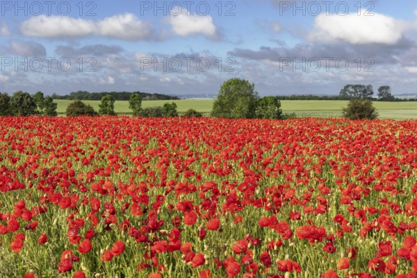 Poppy field with poppies (Papaver rhoeas) near Heiligenhafen in Schleswig-Holstein Landscape with poppy field with red poppies (Papaver rhoeas, flanders poppy) near Heiligenhafen in Schleswig-Holstein, Germany, Europe