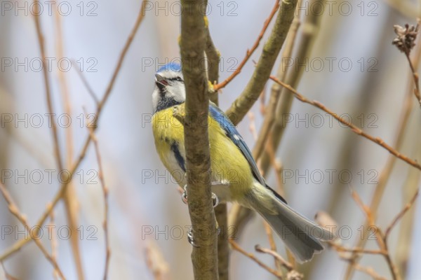 Blue tit on branch, Eurasian blue tit, (Cyanistes caeruleus)