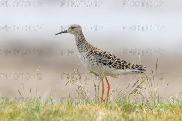 Ruff Bird (Philomachus pugnax) Ruff Wader Bird