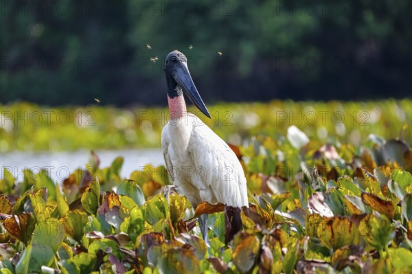 Close up of a Jabiru stork with horse flies around its head, standing in a lagoon with water hyacinths, Pantanal Wetlands, Mato Grosso, Brazil, South America