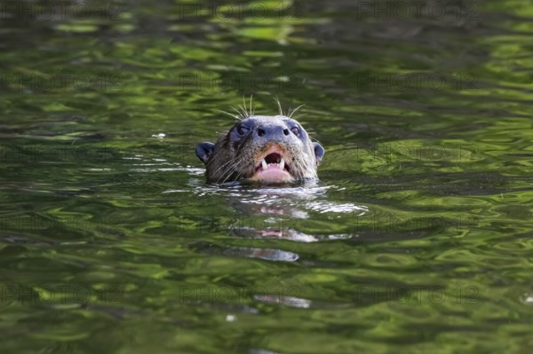 Front view of a Giant Otter, head over water surface, open mouth, Pantanal Wetlands, Mato Grosso, Brazil, South America