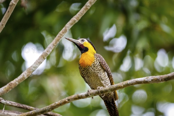 Close-up of a colorful Campo flicker perched on a bar branch against green defocused background, Pantanal Wetlands, Mato Grosso, Brazil, South America