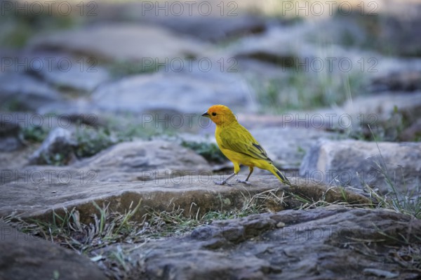 Close-up of a cute little Saffron finch perched on a cobble stone, Barichara, Colombia, South America