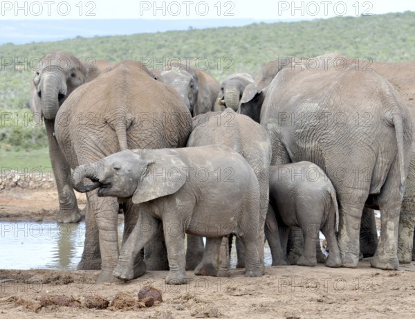An African Elephant herd (Loxodonta africana) in the Addo Elephant National Park, South Africa, Africa