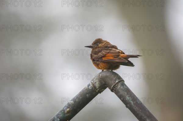 Cute Swallow flycatcher perched on a pipe against defocused gray background, Serra da Mantiqueira, Atlantic Forest, Itatiaia, Brazil, South America