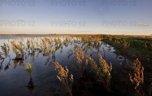 Dry Weeds and Marshland Saskatchewan Canada Sunset
