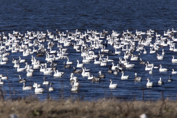 Swarm of Snow Geese in Saskatchewan Canada
