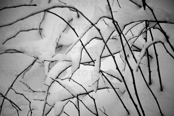 Winter landscape, snowy trees and branches