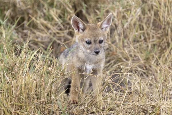 A young black-backed jackal comes out of the den head-on