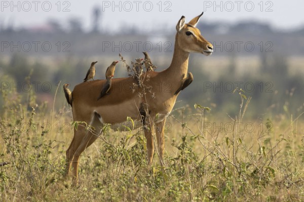 Eight oxpeckers cleaning a released impala in Nairobi National Park