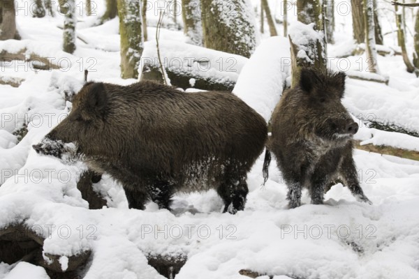 Two wild boars in the snowy forest
