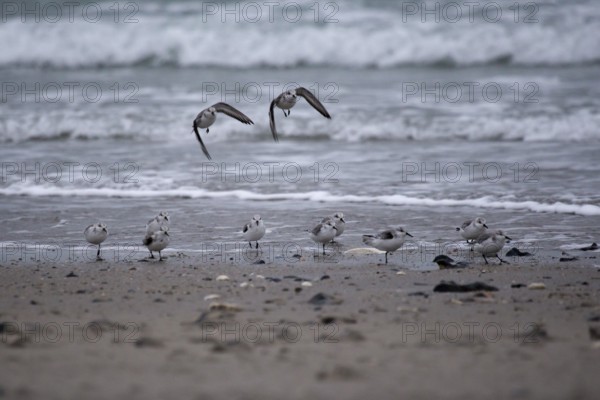 Running and soaring sanderlings on the beach of Heligoland
