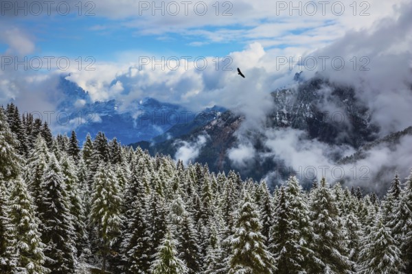 Evergreen forests in the valley covered with the first snow. On the Alpine Pass Giau of the Dolomites first snow fell. New Years is soon