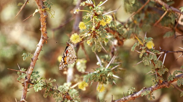 A butterfly rests on thorny twigs with yellow flowers in a dry, warm environment, a thistle butterfly (Vanessa cardui) sits on an acacia flower