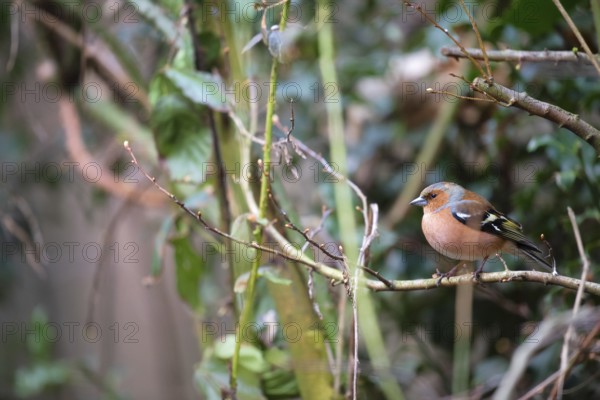 Common male chaffinch in the forest