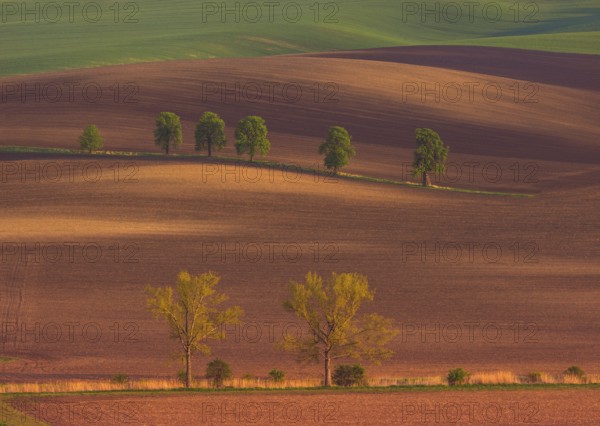 Rural abstract landscape with chestnut alley in South Moravia, Czech Republic, Europe