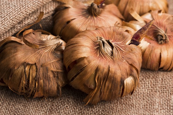 Gladiola bulbs ready to plant in the spring garden