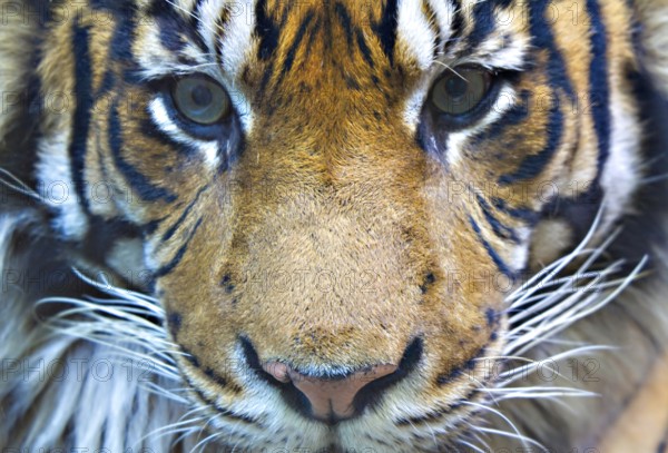 Portrait of a male tiger head