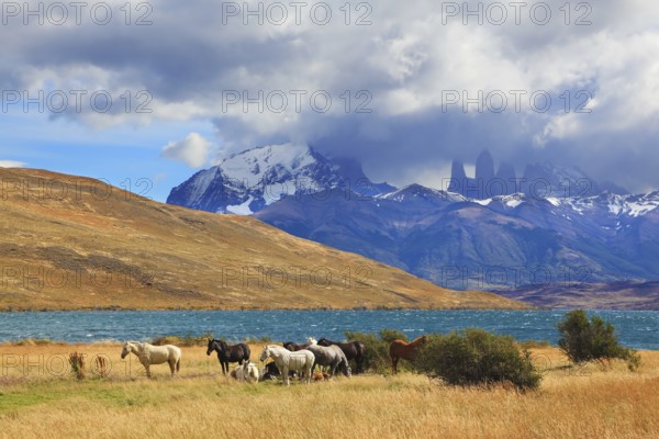 Chilean Andes. Fabulous lake Laguna Azul. Distance are seen three rocks Torres del Paine. On the lake herd of horses grazing
