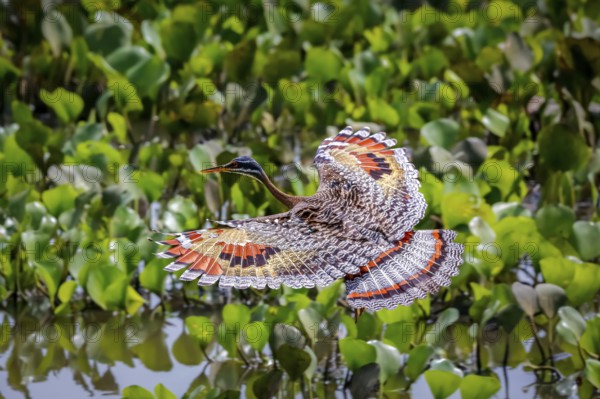 High angle view of beautiful Sunbittern in flight against green background with wonderful patterned spread wings, Pantanal Wetlands, Mato Grosso, Brazil, South America
