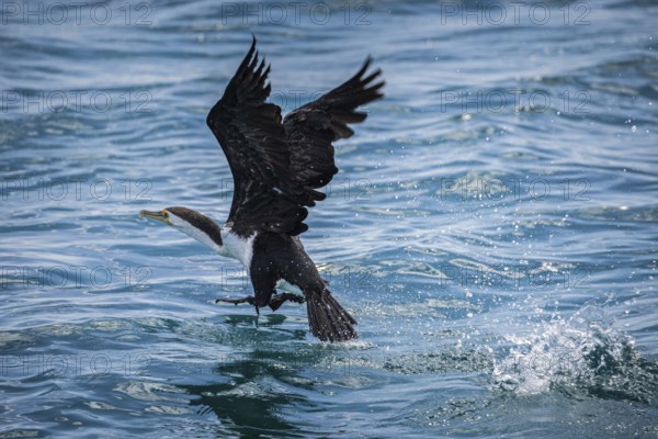 Phalacrocorax varius, also known as the magpie cormorant, starts, Monkey Mia, Shark Bay, Western Australia, Australia, Oceania