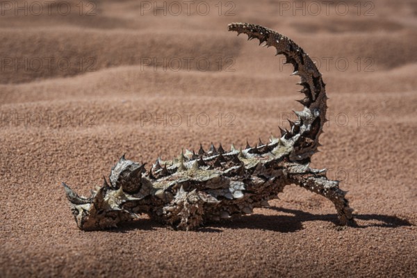 Thorny devil, or thorny devil (Moloch horridus), also Moloch, Shark Bay, Western Australia, Australia, Oceania