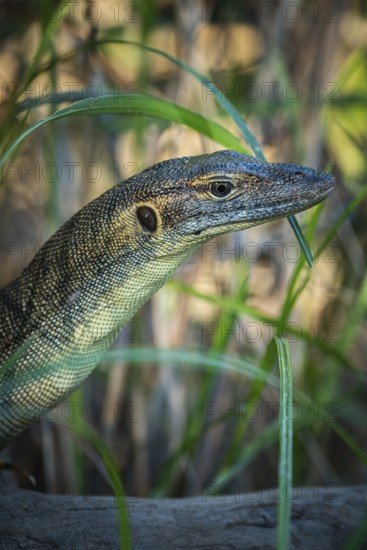 Mertens' monitor lizard (Varanus mertensi), Litchfield National Park, Northern Territory, Australia, Oceania