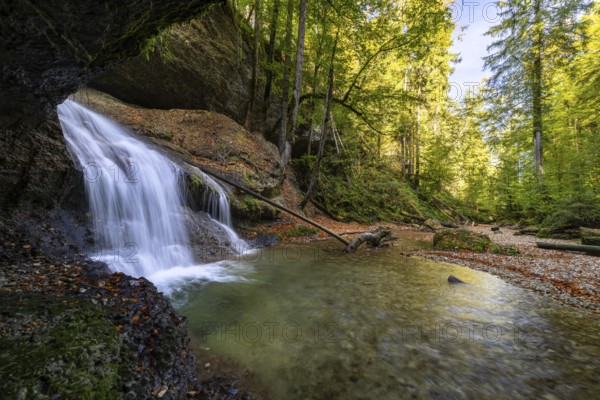 A wide waterfall flows through a dense forest, surrounded by rocks and branches with autumnal foliage, Hasenreuter Wasserfall, Scheidegg, Bavaria, Germany, Europe