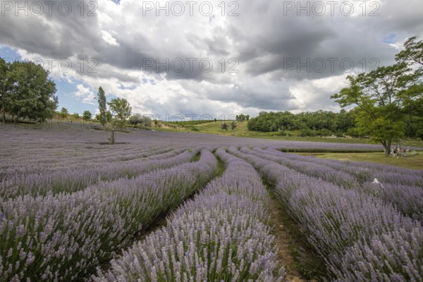 Beautiful summer evening in a lavender field. Large blue lavender bushes blooming in a cultivation area. Landscape shot under a cloudy sky at Lake Balaton, Hungary, Europe