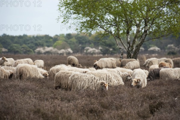 Sheep herd grazing in moorland at spring