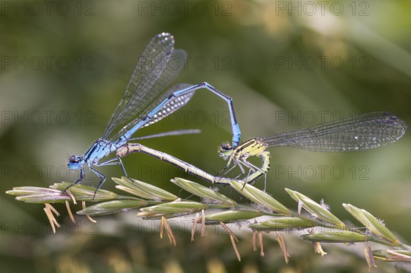 Horseshoe damselfly - Coenagrion puella - during mating (Coenagrion puella)