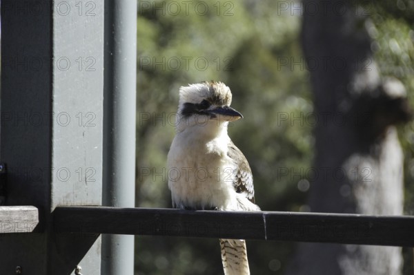 A little bird is sitting on the window