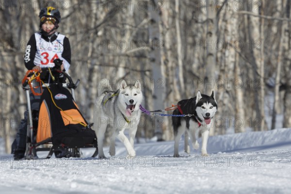 PETROPAVLOVSK KAMCHATSKY CITY, KAMCHATKA PENINSULA, RUSSIA, FEB 23, 2017: Kamchatka Kids Competitions Sled Dog Race Dyulin (Beringia) . Running dog sled Siberian husky young musher Ivan Mironov