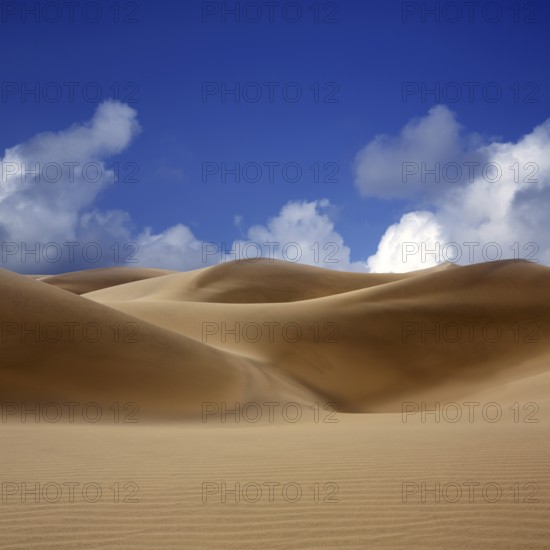 Desert dunes sand in Maspalomas Oasis Gran Canaria at Canary islands