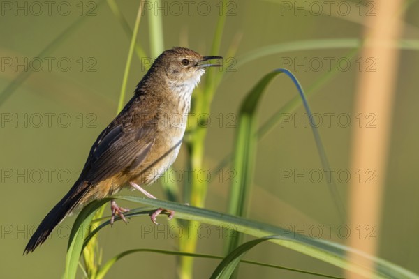 African Bush Warbler, Bradyperus baboecala, Little Rush Warbler, Little Rush Warbler, Mégalure caqueteuse, Zarzalero charlatán, Garden Route National Park - Wil, Wilderness, Western Cape, South Africa, Africa