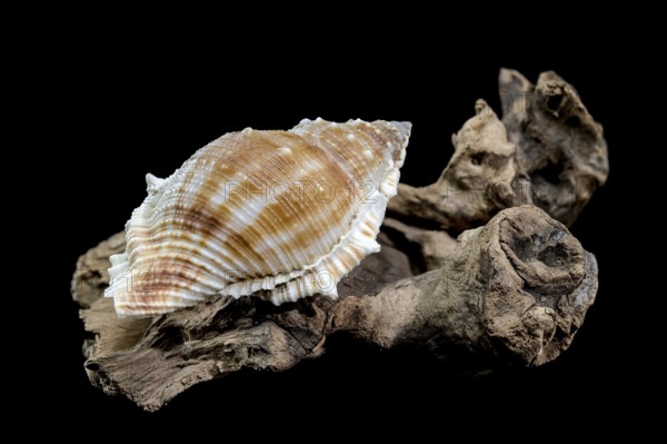 Close-up of a Bursa spinosa seashell displayed on textured driftwood against a black background, highlighting its intricate patterns and natural beauty, Odessa, Ukraine, Europe
