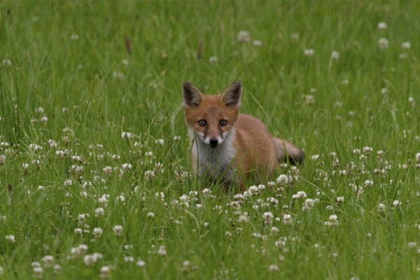 Fox (Vulpes vulpes)