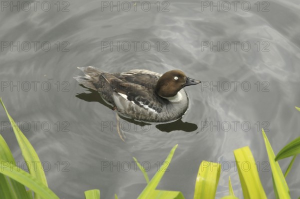 Bufflehead duck, female (Bucephala albeola)