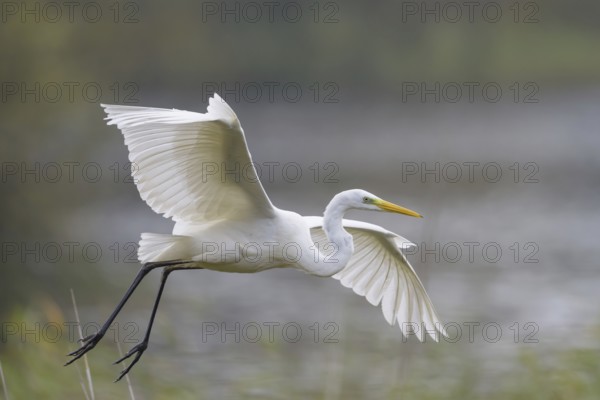 Great White Egret (Casmerodius albus)