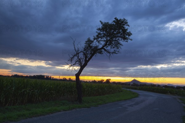 On the empty road between fields before harvesting at dramatic sunter. On the horizon silhouette of Hazmburk Castle, Czech Republic, Europe