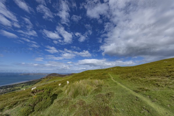 Rolling countryside with green meadows, sheep and stone wall, dry stone wall on the edge of Snowdonia National Park with sea views, Penmaenmawr, Dwygyfylchi, Caernarfonshire, Conwy County Borough, Wales, United Kingdom, Europe