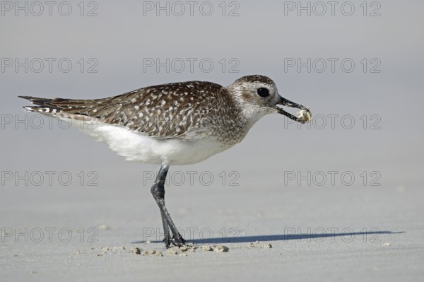 Little Ringed Plover, Pluvialis squatarola